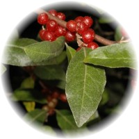 Elaeagnus Multiflora