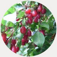 Elaeagnus Multiflora