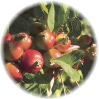 Granada: Punica Granatum - Pome Granate