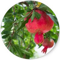 Granada: Punica Granatum - Pome Granate