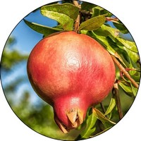 Granada: Punica Granatum - Pome Granate