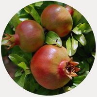 Granada: Punica Granatum - Pome Granate