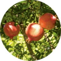 Granada: Punica Granatum - Pome Granate