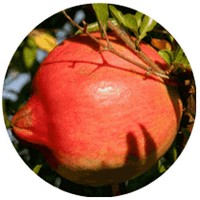 Granada: Punica Granatum - Pome Granate