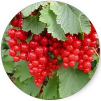 Ribes Rubrum - Grosellas - Gooseberries