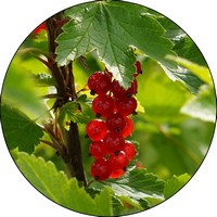 Grosella - Ribes Rubrum