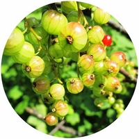 Grosellero Dorado: Ribes Aureum