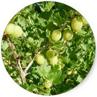 Grosellero Dorado: Ribes Aureum