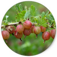 Grosella espinosa europea