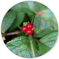 Grosella Alpina: Ribes Alpinum