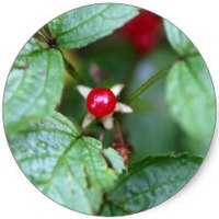 Grosella Alpina: Ribes Alpinum