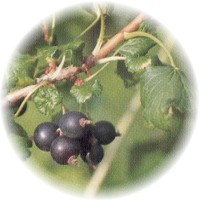 Ribes Nigrum - Grosellas - Gooseberries