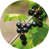 Grosellero negro: Ribes Nigrum