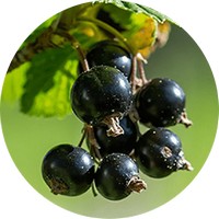 Grosellero negro: Ribes Nigrum