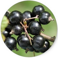 Grosellero negro: Ribes Nigrum