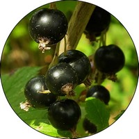 Ribes Nigrum - Cassis