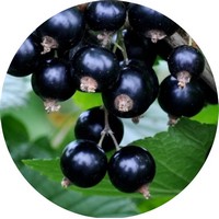 Ribes Nigrum - Grosellas - Cassis