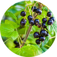 Ribes Nigrum - Cassis