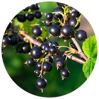 Ribes Nigrum - Cassis