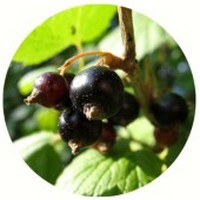 Ribes Nigrum - Grosellas - Gooseberries