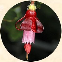 Grosellero de Sierra: Ribes Roezlii
