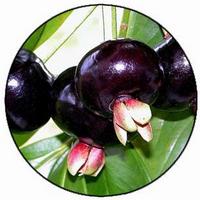 Eugenia Luschnathiana - Black Pitomba