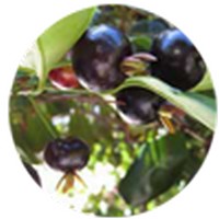 Eugenia Luschnathiana - Black Pitomba