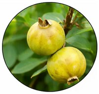 Guabiroba - Campomanesia Pubescens