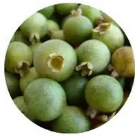 Guabiroba - Campomanesia Pubescens