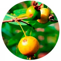 Guabiroba - Campomanesia Pubescens