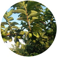 Psidium Guajava