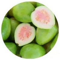 Guava - Psidium