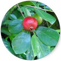 Guayaba - Psidium