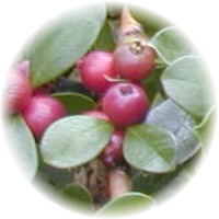 Guayabo - Psidium Cattleyanum