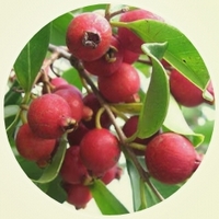 Guayabo - Psidium Cattleyanum