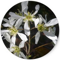 Guillomo - Amelanchier Canadensis