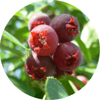 Amelanchier Canadensis