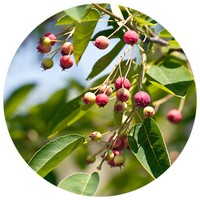 Amelanchier Canadensis