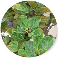 Ficus Carica - Higo