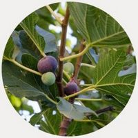 Ficus Carica - Higo