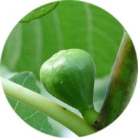 Higo - Ficus Carica