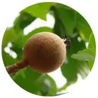 Genipa Americana - Huito