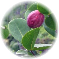 Chrysobalanus Icaco - Coco Plum