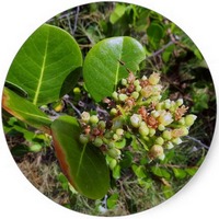 Chrysobalanus Icaco - Coco Plum