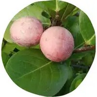 Chrysobalanus Icaco - Coco Plum