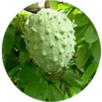 Ilama: Annona Macroprophyllata