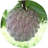 Ilama: Annona Macroprophyllata