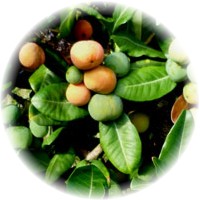 Imbe: Garcinia Livingstonei