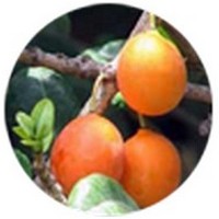 Imbe: Garcinia Livingstonei