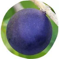Jaboticaba: Myrciaria Cauliflora
